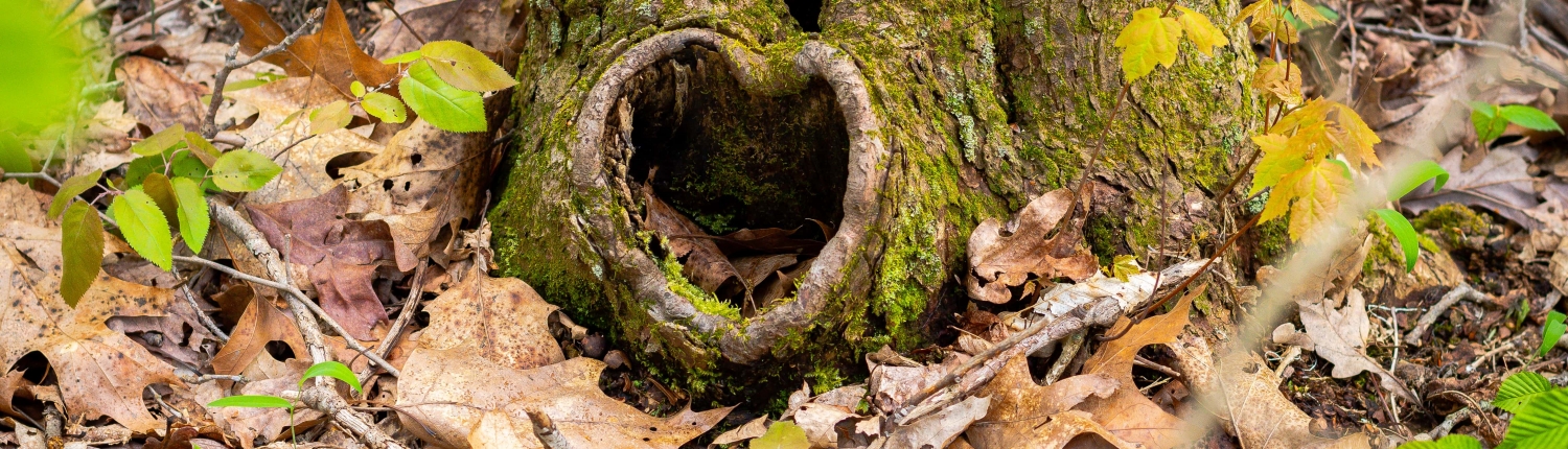 Heart shaped tree