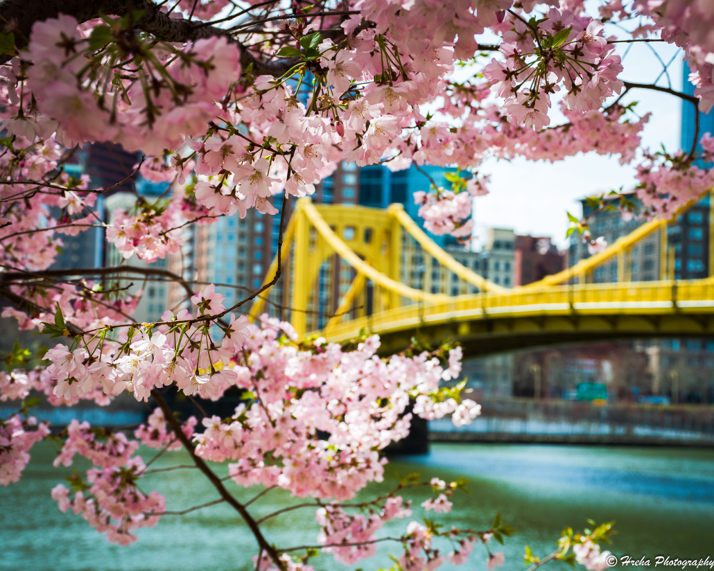 Pittsburgh Bridge - Cherry Blossoms